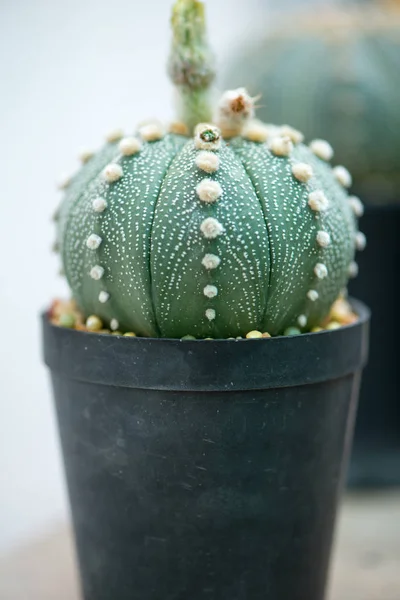 Cactus astrophytum en maceta —  Fotos de Stock