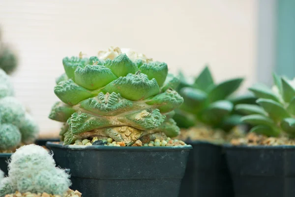 Ariocarpus kaktusz a virágcserép — Stock Fotó