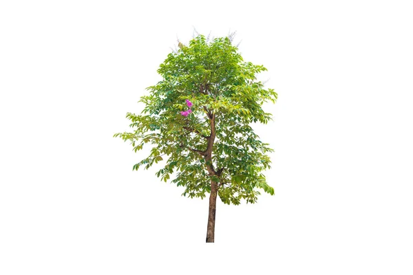 Árbol aislado en blanco — Foto de Stock