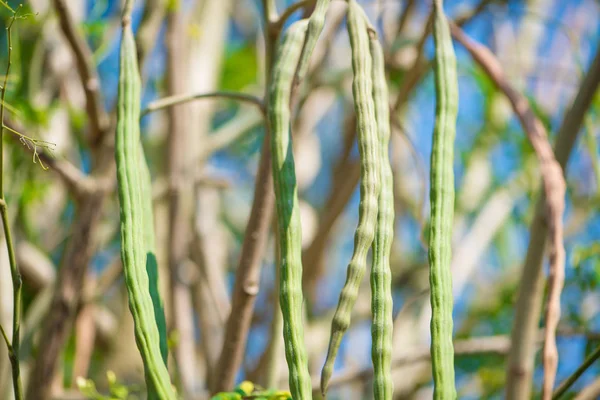 Frutos de rábano picante, muslo o Moringa Oleifera —  Fotos de Stock