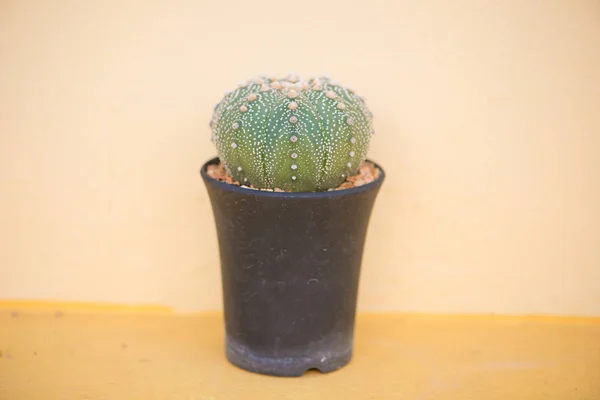 Astrophytum asterias oder Sanddollar-Kaktus — Stockfoto