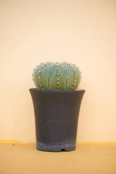 Astrophytum asterias ou cacto de dólar de areia — Fotografia de Stock