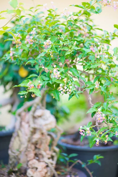 Fechado bonsai em vaso de flores no jardim — Fotografia de Stock