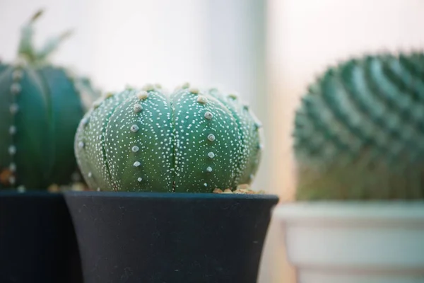 Astrophytum Asterias lub piasek Dolar Kaktus — Zdjęcie stockowe