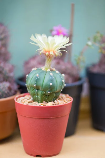 Astrophytum asterias o Cactus dollaro di sabbia — Foto Stock