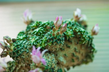 çiçekli ariocarpus kaktüs
