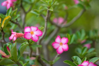 adenium veya çöl gül