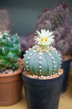 Astrophytum asterias veya Kum dolar kaktüs çiçek