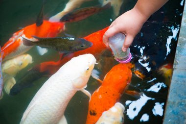 Süt şişesi ile sazan balığı için beslenme gıda