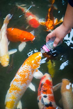 Süt şişesi ile sazan balığı besleme