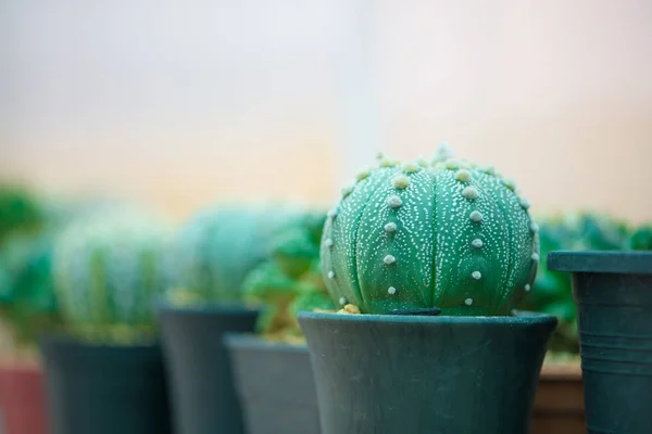 Astrophytum Asterias vagy homok dollár kaktusz — Stock Fotó