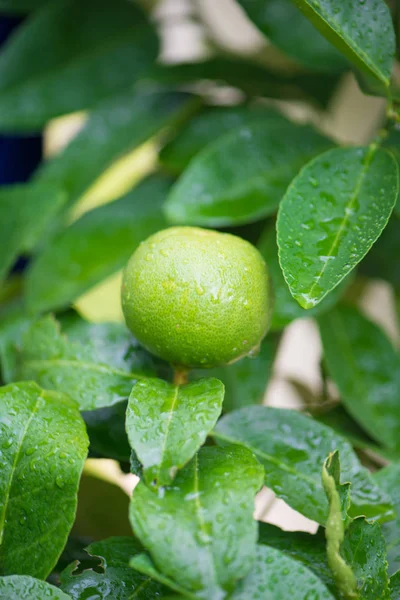 Fermeture des tilleuls dans le jardin — Photo