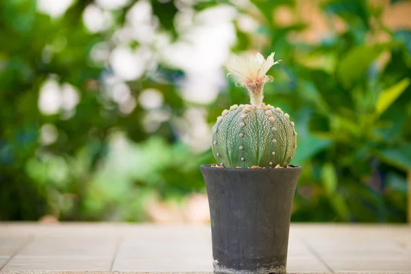 Astrophytum asterias ou cactus de sable avec fleur — Photo