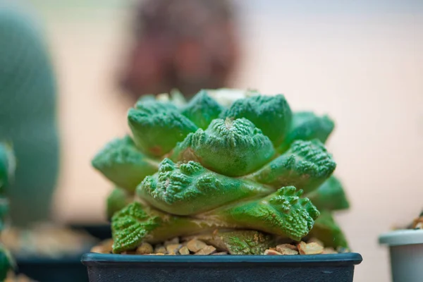 Ariocarpus cactus con fiore — Foto Stock