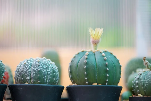 Çiçek ile Astrophytum asterias veya Kum dolar kaktüs