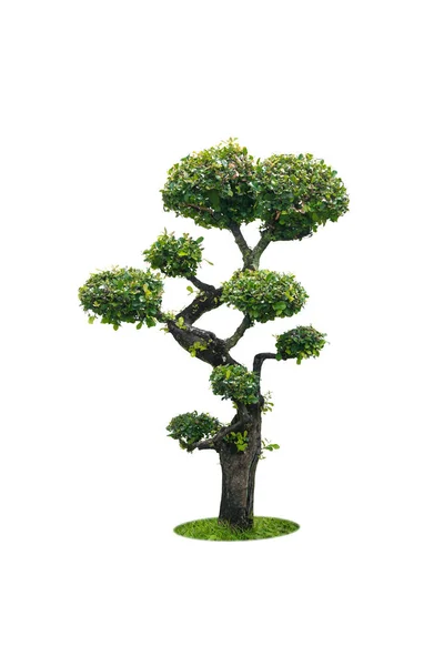 Isolierter zwerggrüner Baum auf weißem — Stockfoto