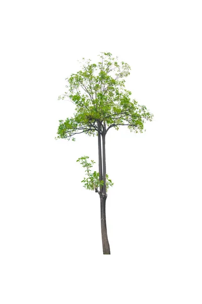 Albero verde isolato su bianco — Foto Stock