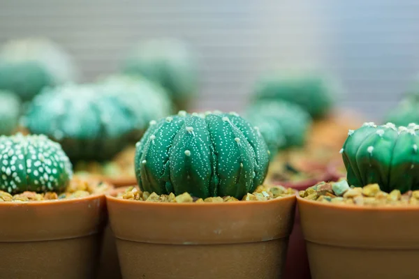 Astrophytum Asterias vagy homok dollár kaktusz — Stock Fotó