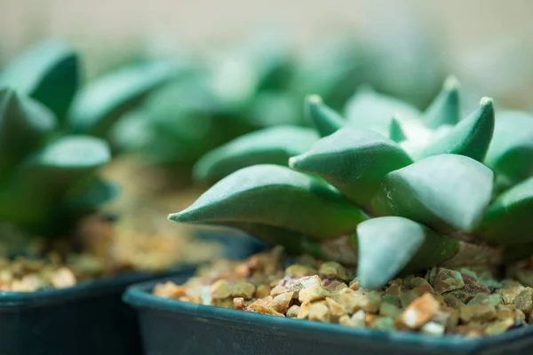 Ariokarpus-Kaktus im Blumentopf — Stockfoto