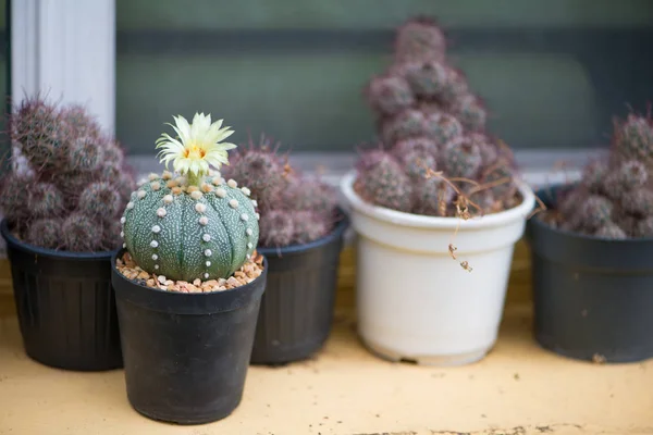 Astrophytum asterias oder Sanddollar-Kaktus — Stockfoto