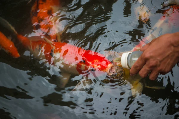 Alimentando peixes de carpa com garrafa de leite — Fotografia de Stock