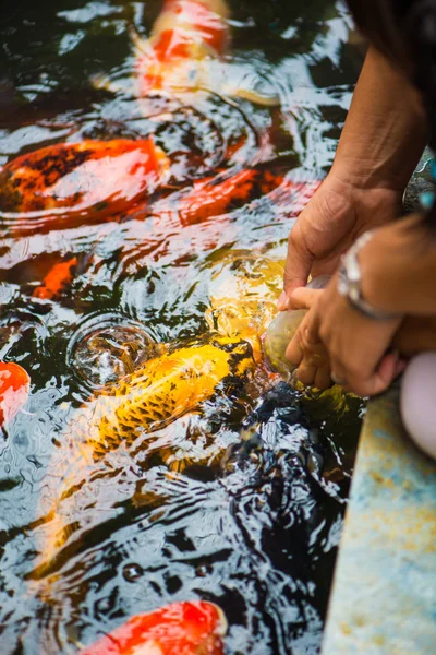 Alimentação de alimentos para peixes de carpa com garrafa de leite — Fotografia de Stock