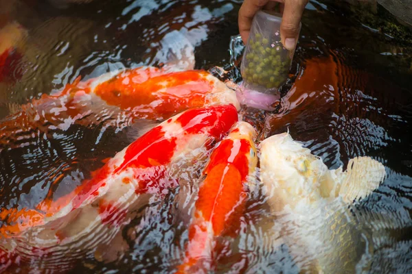 Láhev na krmení pro ryby kaprů a Koi — Stock fotografie