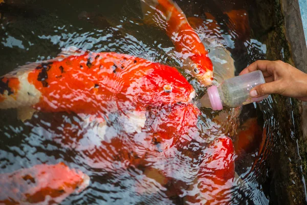 Biberón para peces Carpa o Koi — Foto de Stock