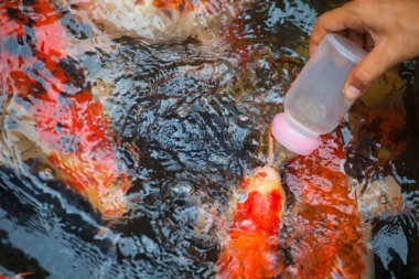 Süt şişesi ile sazan balığı için beslenme gıda