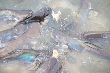 Tayland nehrinde yanardöner köpekbalığı