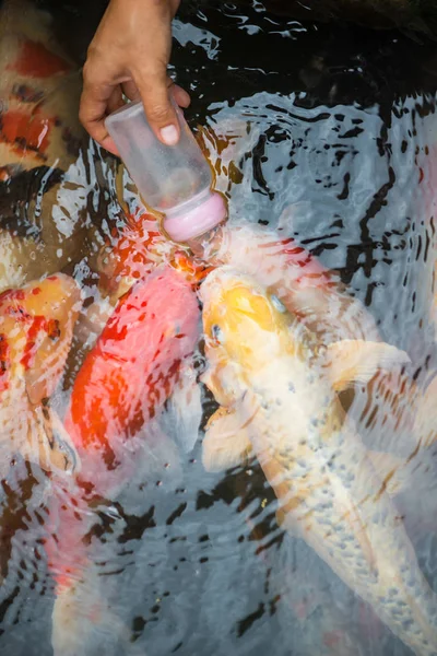 Alimentazione pesce carpa con bottiglia di latte — Foto Stock