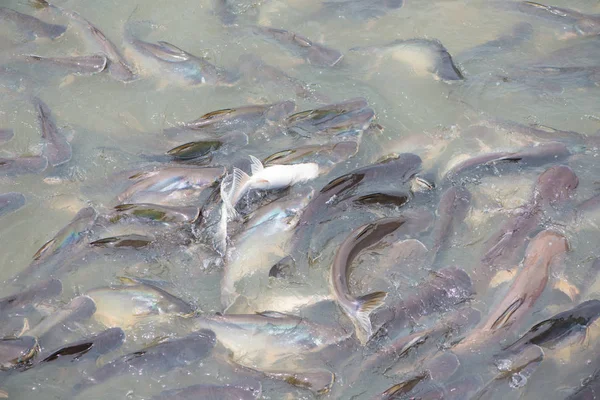 Squalo cangiante nel fiume Thailandia — Foto Stock