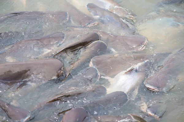 Tiburón iridiscente en el río de Tailandia — Foto de Stock