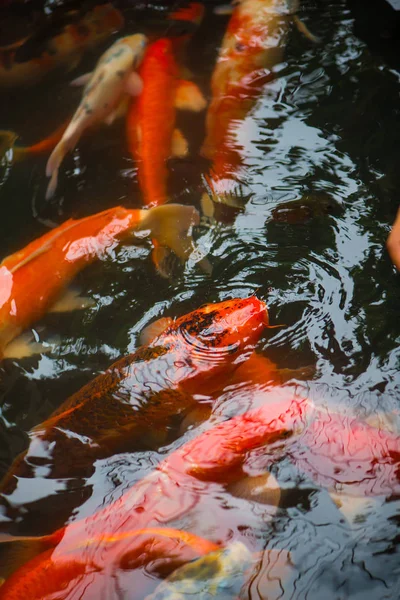 Peixes de carpa na fazenda — Fotografia de Stock