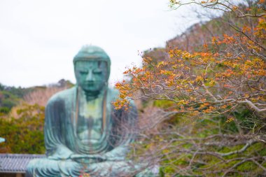 Görüntü Dev Buda ve kırmızı yapraklar veya Kamakura Daibutsu Japonya 'nın Kamakura kentindeki Kotoku-in tapınağında bulunan ünlü simgedir.