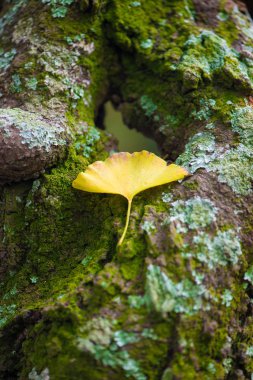 Yeşil yosun üzerinde Ginkgo yaprağı