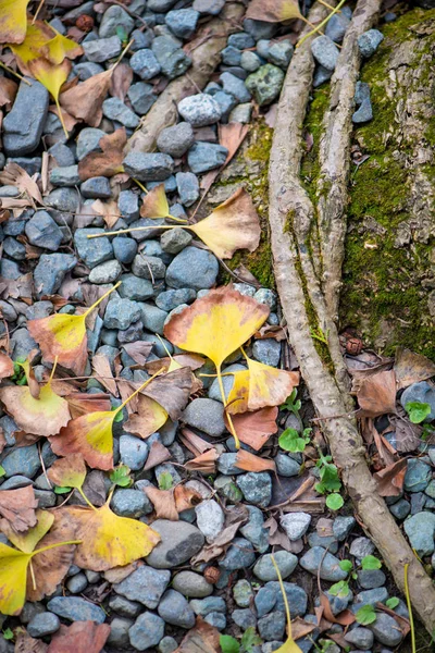 Les feuilles de ginkgo tombent sur la roche — Photo