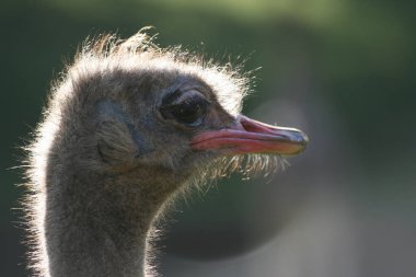 Devekuşu Cabarceno, Santander, İspanya