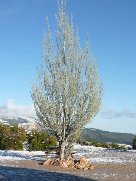 Yalnız ağaç Habeş