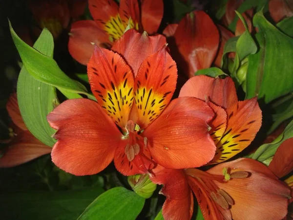 Kırmızı ve turuncu çiçek