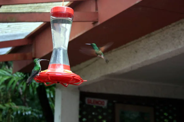 GREEN FLYING HUMMINGBIRD EATING