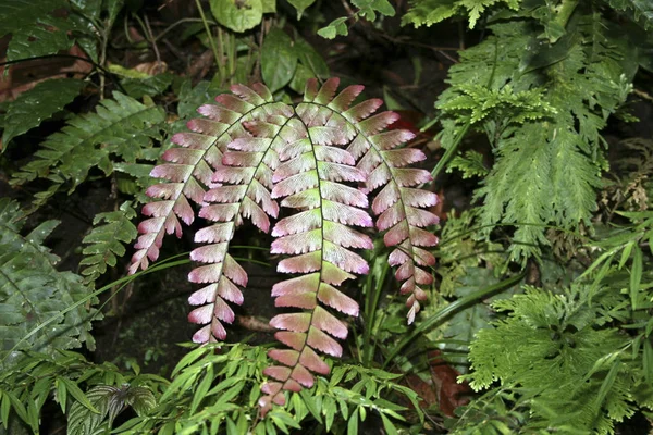 Fern Kosta Rika — Stok fotoğraf