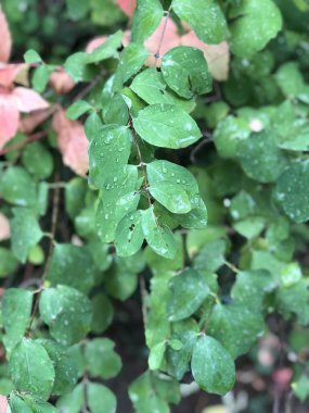 yeşil yaprakları çiğ ile