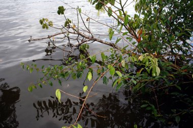 Orman nehir Kosta Rika