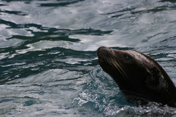 Güzel mühür yakın çekim