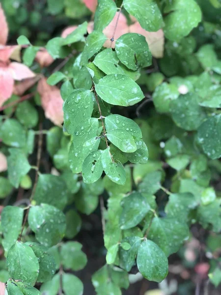 Зелене Листя Росою — стокове фото
