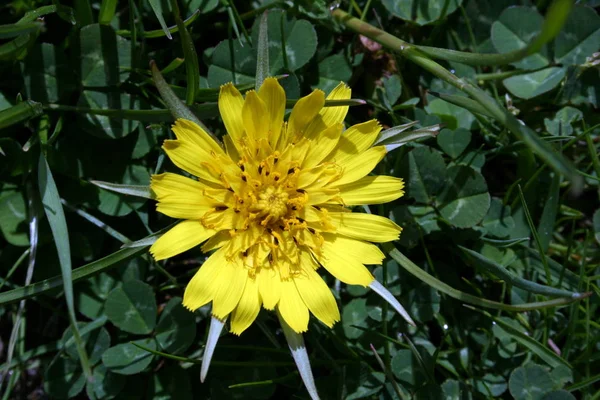 Nice Photo Yellow Flower — Stock Photo, Image