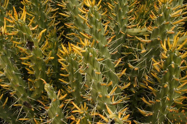 Primer Plano Del Cactus — Foto de Stock