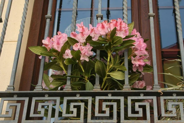 Balkonda pembe çiçekler