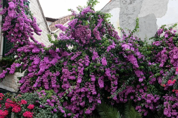 Begonvil flora dekorasyon portre